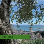 Trekking Urbano